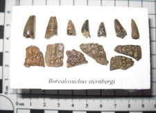 Cretaceous hell creek for sale  WAKEFIELD