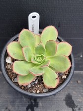 Aeonium macaroon for sale  KILMARNOCK