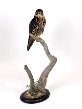 Baumfalke cites tierpräparat gebraucht kaufen Baumfalke cites tierpräparat gebraucht kaufen  Berlin