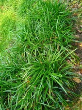 Monkey grass big for sale  Norlina