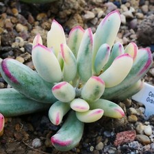 Exact plant cotyledon for sale  BEXHILL-ON-SEA