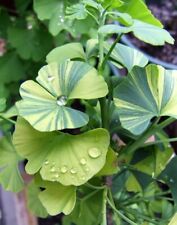 Dwarf variegated ginkgo for sale  Vancouver