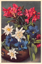 Rhododendrons edelweiss stemle for sale  Unionville