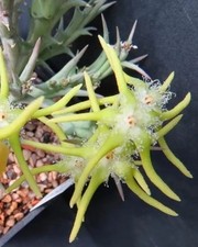 Orbea rogersii stapelia d'occasion  Expédié en Belgium
