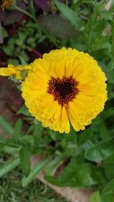 Mixed calendula seeds for sale  Lawrenceburg