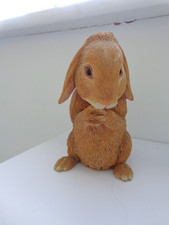 dwarf rabbits for sale dwarf rabbits for sale UK