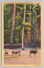 Big basin california for sale  Belleville