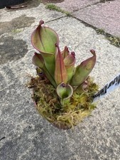 carnivorous plants for sale carnivorous plants for sale LICHFIELD