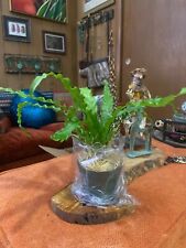 Victoria japanese fern for sale  Evanston