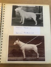 bullterrier for sale bullterrier for sale HOLYHEAD