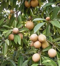 Alano sapodilla fruit for sale  Orlando