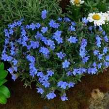 Lithodora diffusa grace for sale  GLASGOW