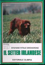 Setter irlandese vitale usato  Italia