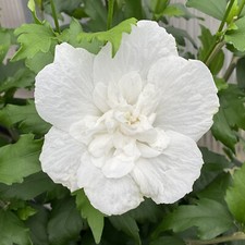 Hibiscus syriacus plant for sale  GLASGOW