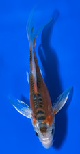 Butterfly shusui for sale  Blountstown