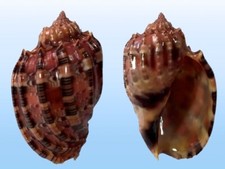 Harpidae, Harpa harpa, Zamboanga, Philippines, 50,1 mm, INTENSE COLORS comprar usado  Enviando para Brazil