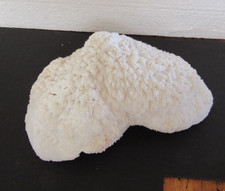 Beautiful white mushroom for sale  Fromberg