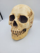 Deko totenkopf echtgröße gebraucht kaufen  Ulm