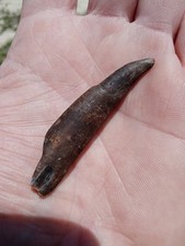 Awesome fossilized rare for sale  Lexington