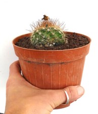 Copiapoa variispinata cinerea usato  Napoli