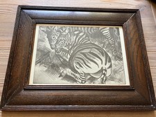 Beautiful zebra laura for sale  WADEBRIDGE