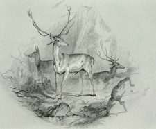 Deer glen edwin for sale  BOURNE END