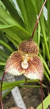 Używany, Dracula astuta STORCZYKI ORCHIDEA ROŚLINY TERRARIUM na sprzedaż  Wysyłka do Poland