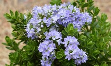 Hebe shrub summer for sale  MARCH