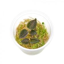 Macodes anoectochilus roxburgh gebraucht kaufen  Berlin