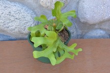 fern pot green plant for sale fern pot green plant for sale Roseburg