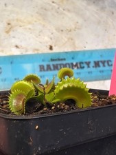 Venus flytrap jaws d'occasion  Expédié en Belgium