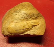 Fossile tête crevette d'occasion Fossile tête crevette d'occasion  Dijon