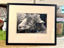 Black sheep framed for sale  Sebastian
