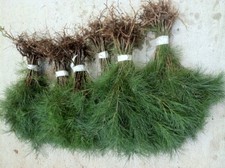 Christmas tree white for sale  Suches