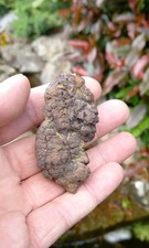 Turtle coprolite fossil for sale  WREXHAM