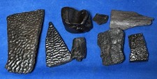 Amazing fossil finds for sale  Melbourne