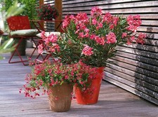 Nerium oleander tropical for sale  SOUTHAMPTON