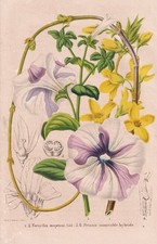 Usado, Forsythia Suspensa Cina Petunia Botanica Litografia E. Morren comprar usado  Enviando para Brazil