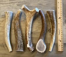 Large elk deer for sale  Bend