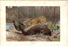 Usado, Stampa antica GIAGUARO CON GROSSA PREDA Panthera onca 1891 Old antique print comprar usado  Enviando para Brazil