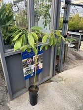 Grafted avocado tree for sale  HELSTON
