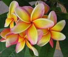 Fresh seeds frangipani for sale  CRIEFF