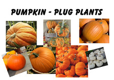 Pumpkin plug plants for sale  WHITCHURCH