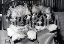 Vintage animali due usato  Roma