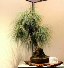 Pinus patula mexican usato  Torino