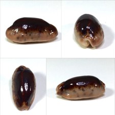 Cypraea caurica hypermelanica usato  Roma