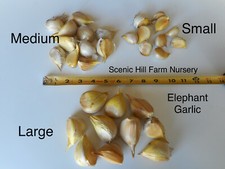 Elephant garlic cloves for sale  Albany