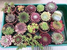 Pots brightest colorful for sale  KING'S LYNN