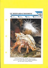 Fiche bernard hermite d'occasion  Nancy-