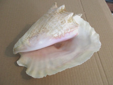 Unknown great looking for sale  Atlantic Beach